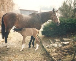 broodmare Farnblatt xx (Thoroughbred, 1981, from Sinclair xx)