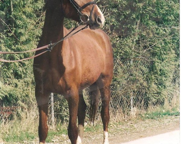 Pferd Pooka (Deutsches Reitpferd, 1997, von Pendragon)