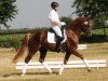 dressage horse Fritz Eckenga (Rhinelander, 2010, from Fürst Piccolo)