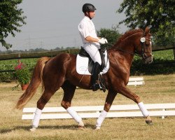 Dressurpferd Fritz Eckenga (Rheinländer, 2010, von Fürst Piccolo)