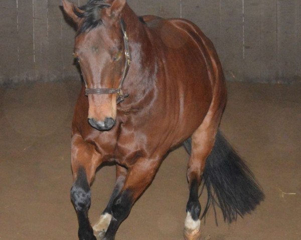 Pferd LR THE SAINT JEWEL (Quarter Horse, 2006)