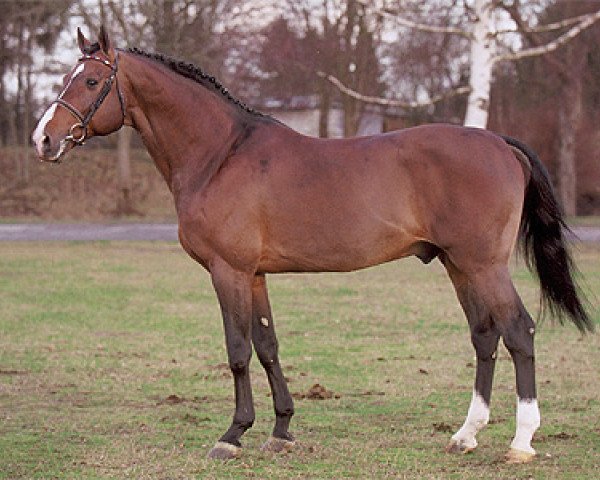 stallion Landos (Holsteiner, 1989, from Lord)