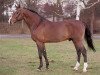stallion Landos (Holsteiner, 1989, from Lord)