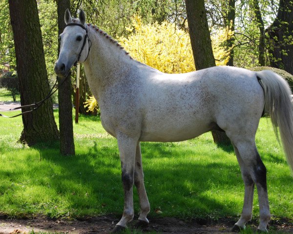stallion Tin Tin x (Anglo-Arabs, 1996, from Wieden ox)