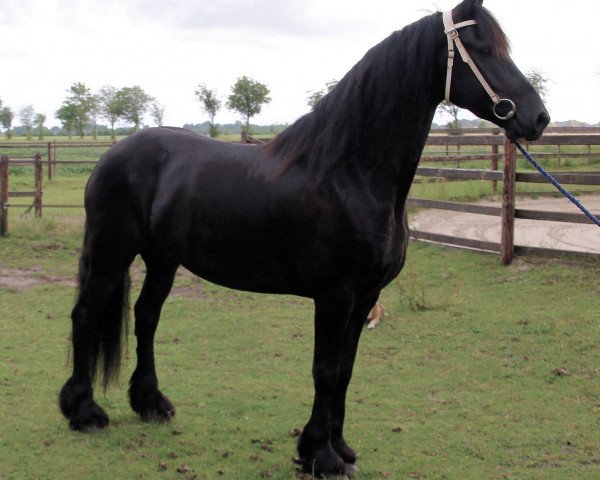 Pferd Bjorn (Friese, 2008)