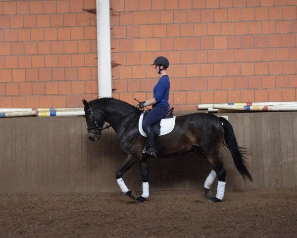 horse Euro (Freiberger, 2009)