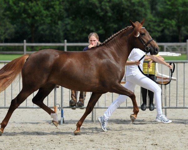 Pferd Arendsnest's Caramella (New-Forest-Pony, 2009, von Make My World)