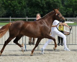 Zuchtstute Arendsnest's Caramella (New-Forest-Pony, 2009, von Make My World)