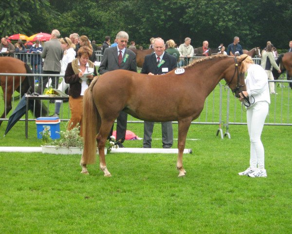 broodmare Arendsnest's Caretina (New Forest Pony, 2004, from Hoppenhof's Shardon)