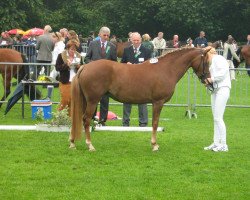 Zuchtstute Arendsnest's Caretina (New-Forest-Pony, 2004, von Hoppenhof's Shardon)