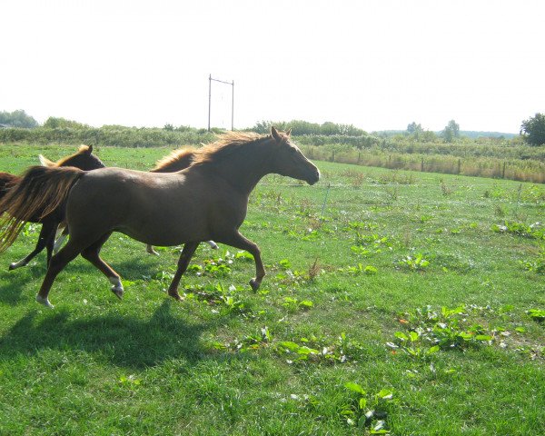 broodmare Caletta (New Forest Pony, 1999, from Carlo)