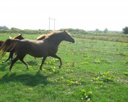 Zuchtstute Caletta (New-Forest-Pony, 1999, von Carlo)