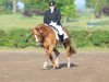 dressage horse Weloona (Hanoverian, 2007, from Werlindo)