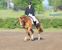 dressage horse Weloona (Hanoverian, 2007, from Werlindo)