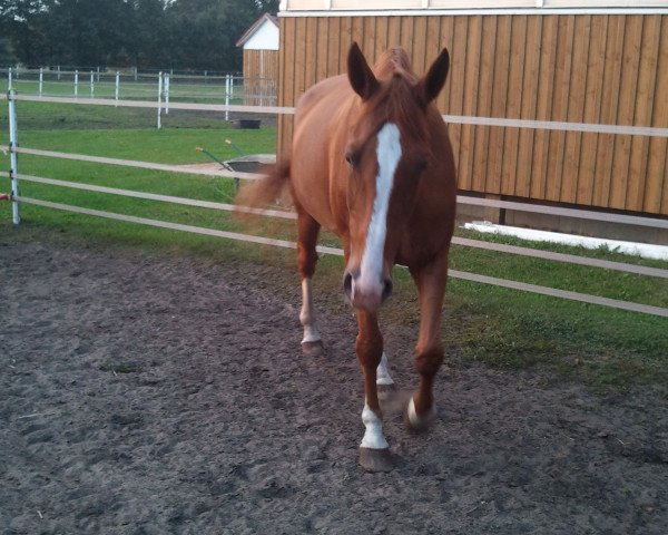 broodmare Wintermärchen (Hanoverian, 2003, from Wolkenstein II)