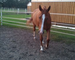 broodmare Wintermärchen (Hanoverian, 2003, from Wolkenstein II)