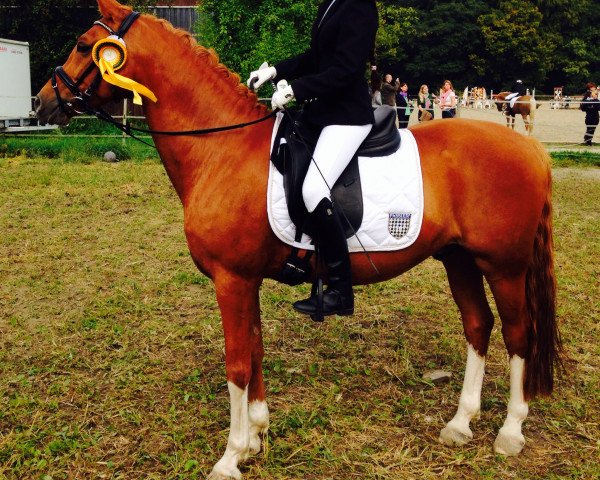 dressage horse Guinnes 25 (German Riding Pony, 2003, from Golden Dancer)