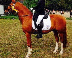 dressage horse Guinnes 25 (German Riding Pony, 2003, from Golden Dancer)