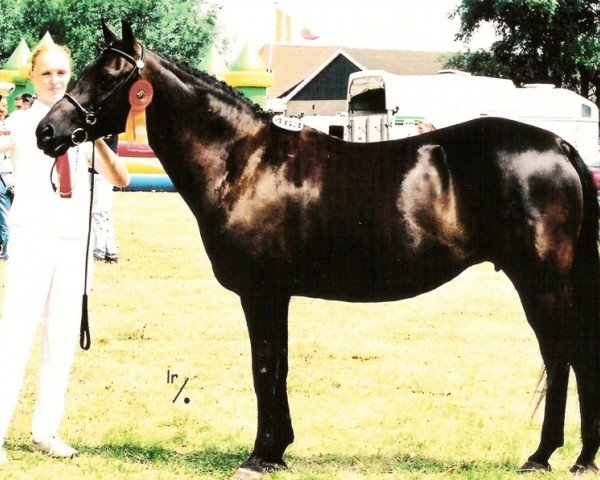 Zuchtstute Arrabelle (New-Forest-Pony, 1989, von Heihof's Primeur)