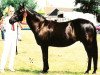 broodmare Arrabelle (New Forest Pony, 1989, from Heihof's Primeur)