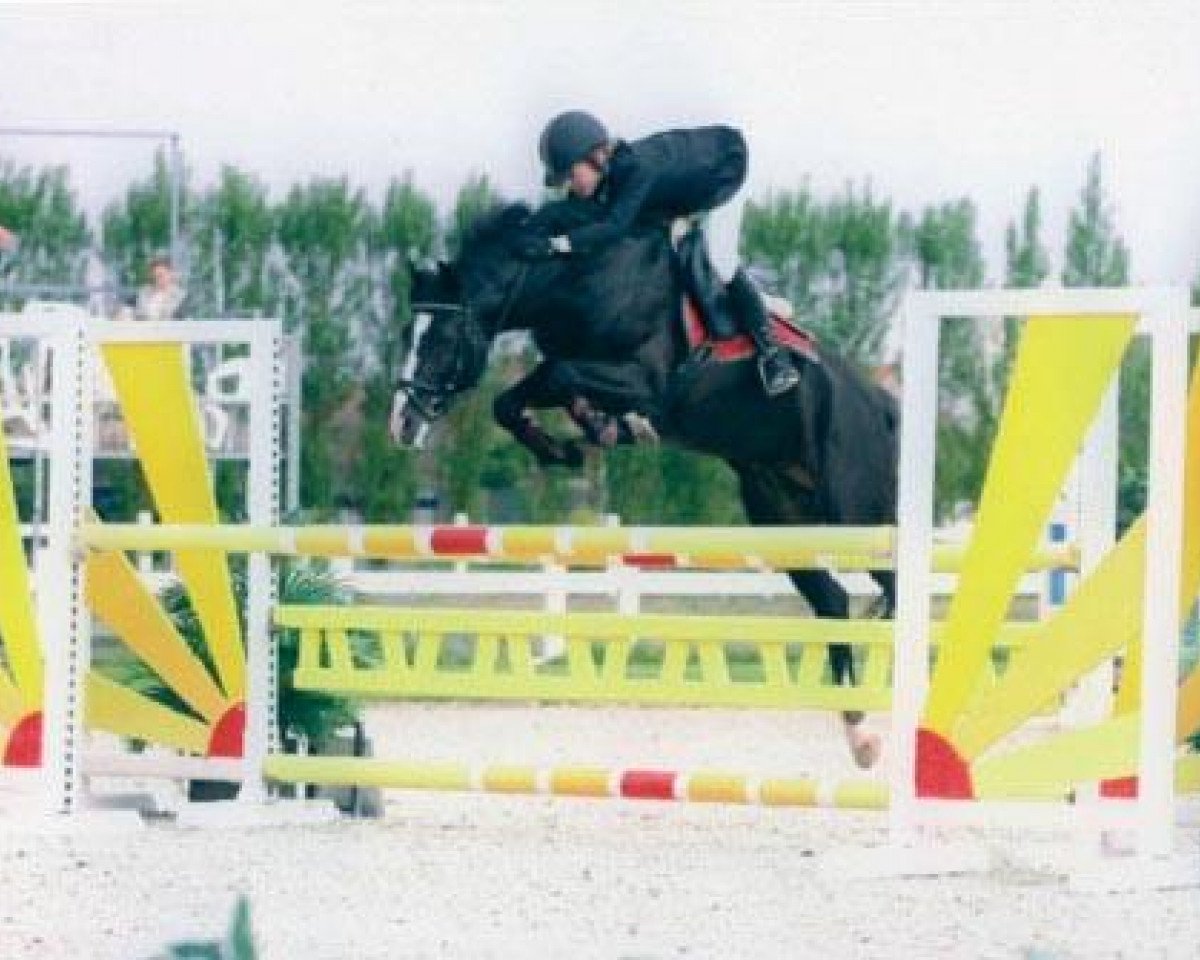 stallion Illuster Dirk Jr. (New Forest Pony, 1992, from Kantje's Ronaldo)
