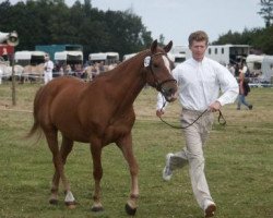 Pferd Five houses Casanova (New-Forest-Pony, 1983, von Noordererf Chap)