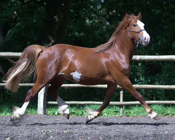 horse Arvalon Marlboro (Welsh-Cob (Sek. D), 2012, from Arvalon Assassin)