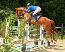 Springpferd Babangida van het Gehucht Z (Zangersheide Reitpferd, 2008, von Baloubet du Rouet)