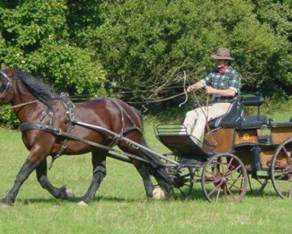 Deckhengst Heron (Cob Normand, 1995, von Sami de Colleville)