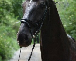 jumper Cardinal de la Nuit (Ukrainisches riding horse, 2004)