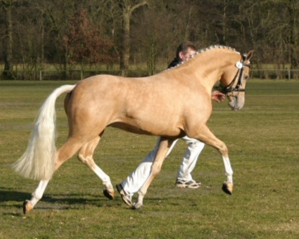 dressage horse Klein Roderijs Cocktail (Nederlands Welsh Ridepony, 2006, from Bodo)