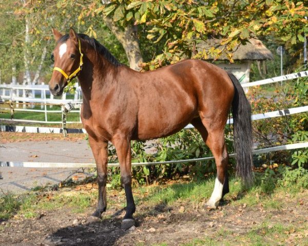horse Stute von Bonesto (Hanoverian, 2008, from Bonesto)