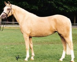 broodmare Leuns Veld's Heidi (Nederlands Welsh Ridepony, 1992, from Kooihúster Folkert)