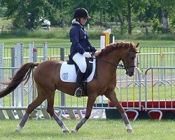 horse Leuns Veld's Lizzy (Nederlands Welsh Ridepony, 1996, from Speyksbosch Nando)