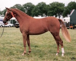 Zuchtstute Leuns Veld’s Ferial (Nederlands Welsh Ridepony, 1990, von Valentino)