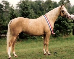 broodmare Molenhof's Ilonka (Nederlands Welsh Ridepony, 1981, from Lord Peter)