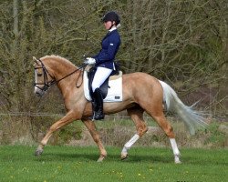 stallion Desperado (Nederlands Rijpaarden en Pony, 2009, from Bowe)