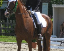 broodmare Donna 256 (Mecklenburg,  , from Donnerhall)