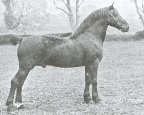 stallion King Flyer (Welsh-Cob (Sek. D), 1894, from Old Welsh Flyer (King Flyer))