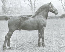 Deckhengst King Flyer (Welsh-Cob (Sek. D), 1894, von Old Welsh Flyer (King Flyer))