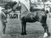 stallion Mathrafal Eiddwen (Welsh-Cob (Sek. C), 1914, from King Flyer)