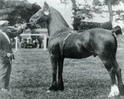 stallion Mathrafal Eiddwen (Welsh-Cob (Sek. C), 1914, from King Flyer)