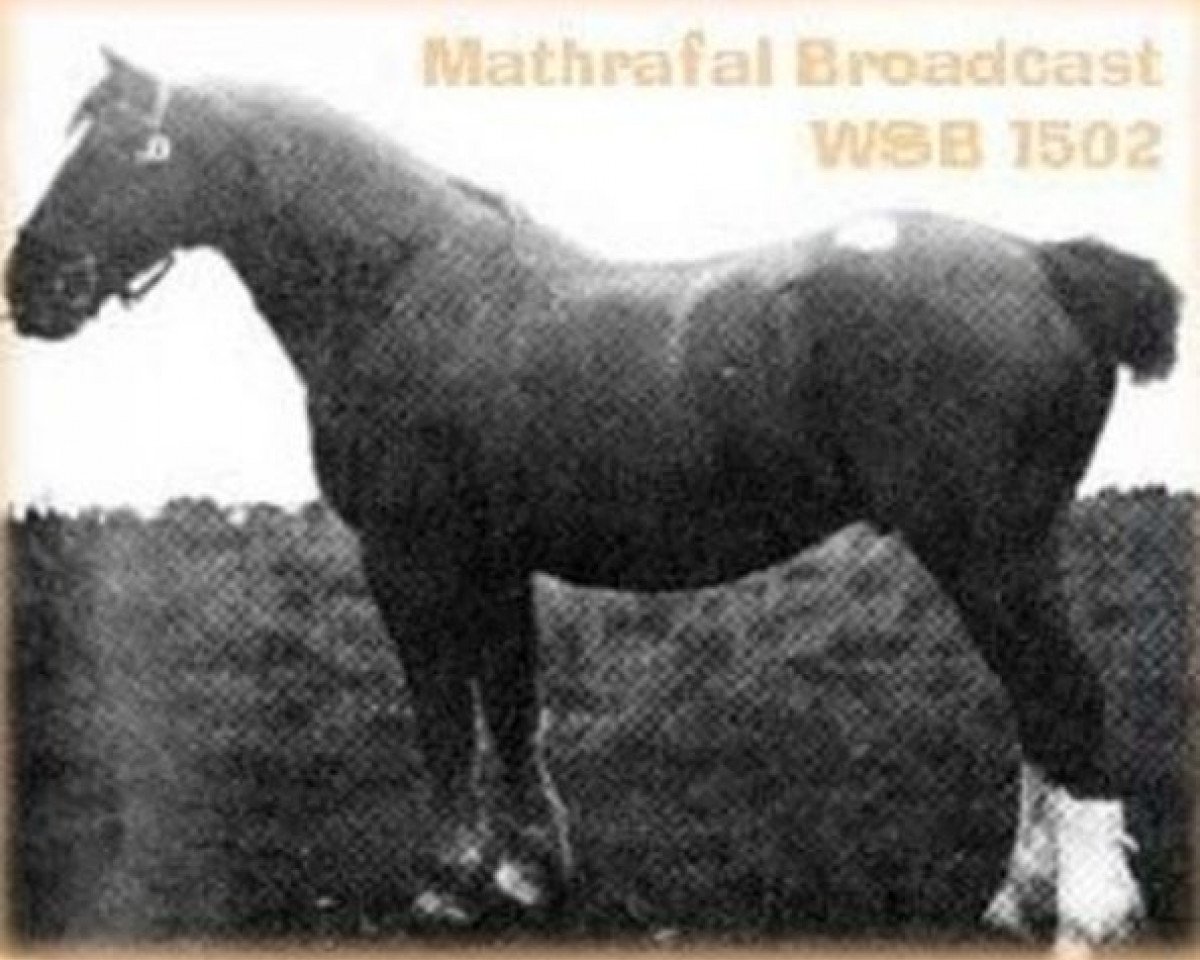 stallion Mathrafal Broadcast (Welsh-Cob (Sek. C), 1926, from Mathrafal Eiddwen)
