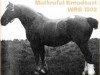 stallion Mathrafal Broadcast (Welsh-Cob (Sek. C), 1926, from Mathrafal Eiddwen)