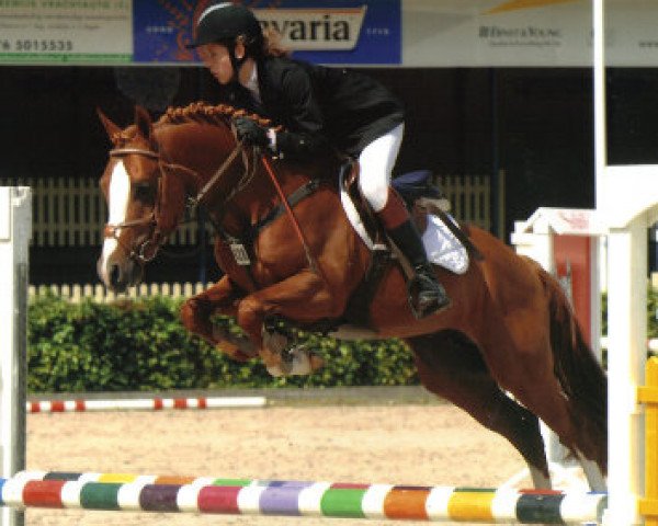 stallion Kalido II van Klaverborch (Nederlands Rijpaarden en Pony, 2006, from Khadiboj van Klaverborch)