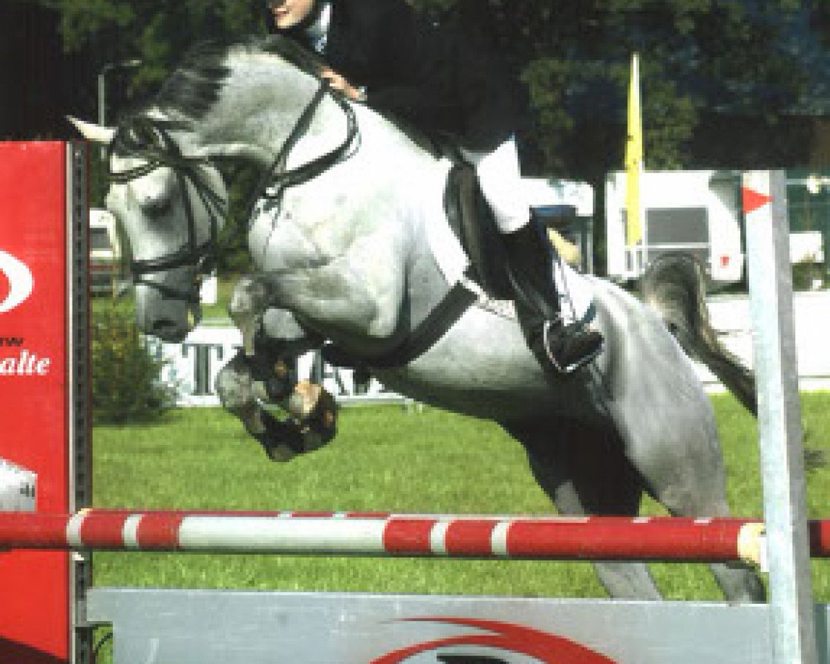 stallion Kierow van Klaverborch (Nederlands Rijpaarden en Pony, 1992, from Karnaval 1987 ox)