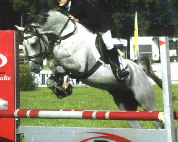 Deckhengst Kierow van Klaverborch (Nederlands Rijpaarden en Pony, 1992, von Karnaval 1987 ox)