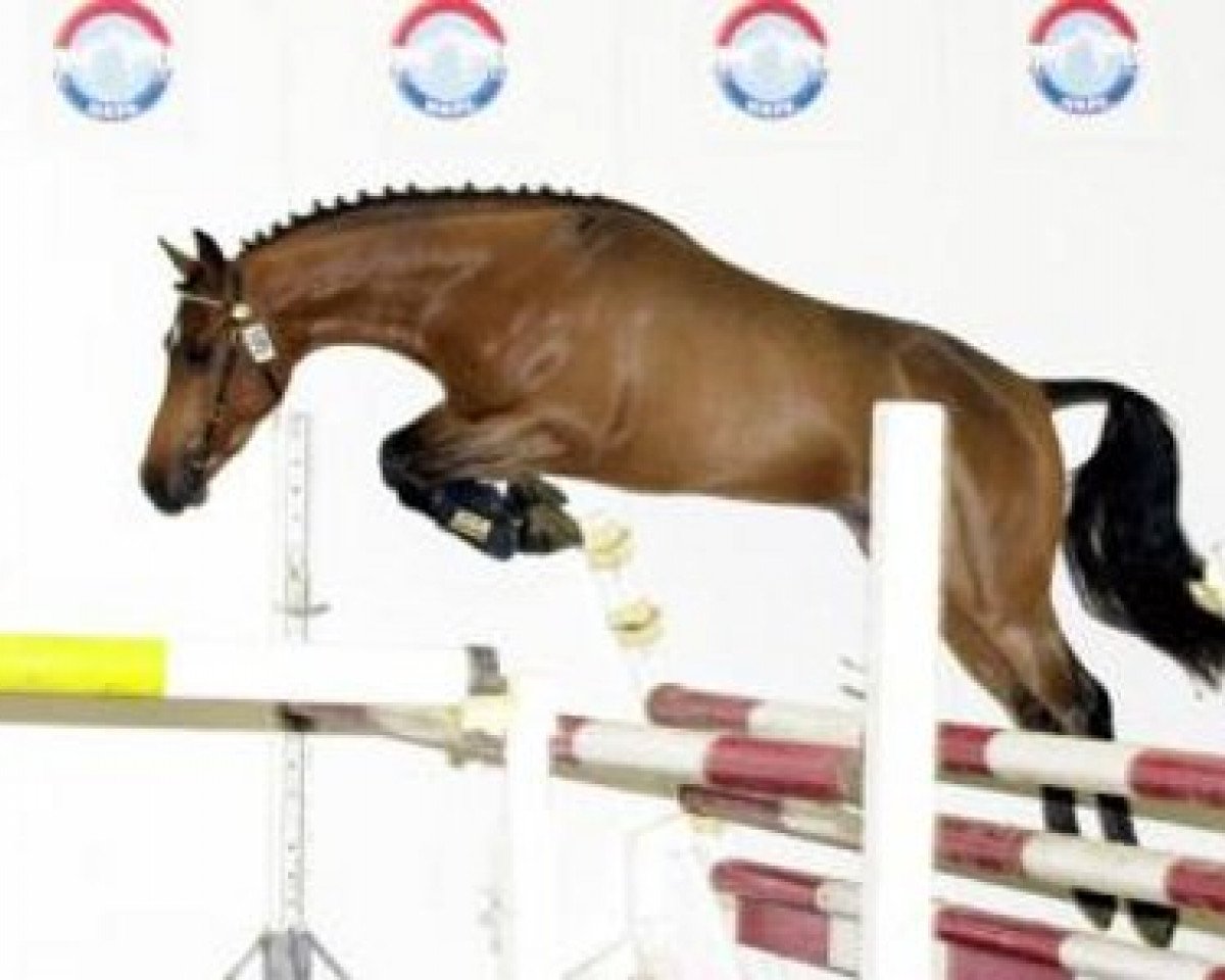 Deckhengst Kasanova van Klaverborch (Nederlands Rijpaarden en Pony, 1999, von King Kadanz)