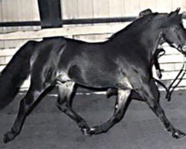 Pferd Coed Coch Ballog (Welsh Pony (Sek.B), 1956, von Criban Victor)