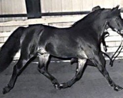 horse Coed Coch Ballog (Welsh-Pony (Section B), 1956, from Criban Victor)